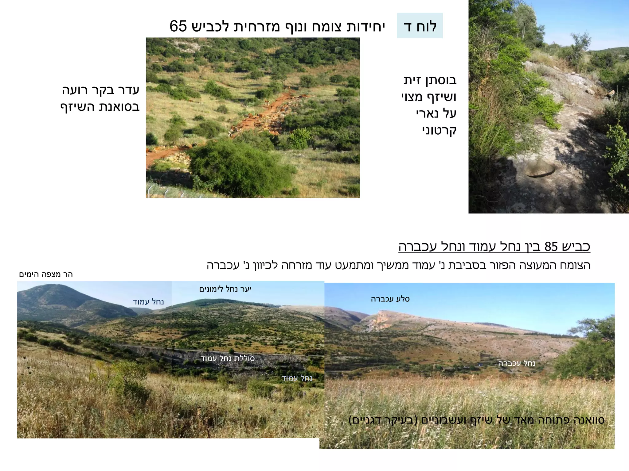 יחידות צומח ונוף מזרחית לכביש 65 
עדר בקר רועה 
בסואנת השיזף 
בוסתן זית 
ושיזף מצוי 
על נארי 
קרטוני 
כביש 85 בין נחל עמוד ונחל עכברה 
סלע עכברה 
הר מצפה הימים 
יער נחל לימונים 
נחל עמוד 
נחל עמוד 
נחל עכברה 
סוואנה פתוחה מאד של שיזף ועשבוניים )בעיקר דגניים( 
סוללת נחל עמוד 
הצומח המעוצה הפזור בסביבת נ' עמוד ממשיך ומתמעט עוד מזרחה לכיוון נ' עכברה 
לוח ד 
 