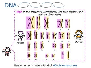 Half of the offspring’s chromosomes are from mommy, and
half are from daddy
Father Mother
DNA
Hence humans have a total of 46 chromosomes
 