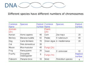 DNA
Different species have different numbers of chromosomes
 
