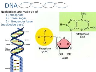 DNA
Nucleotides are made up of
1) phosphate
2) ribose sugar
3) nitrogenous base
(nucleotide base)
 