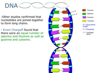 DNA
-Other studies confirmed that
nucleotides are joined together
to form long chains.
- Erwin Chargaff found that
there were an equal number of
adenine and thymine as well as
guanine and cytosine.
 