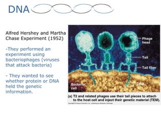 DNA
Alfred Hershey and Martha
Chase Experiment (1952)
-They performed an
experiment using
bacteriophages (viruses
that attack bacteria)
- They wanted to see
whether protein or DNA
held the genetic
information.
 