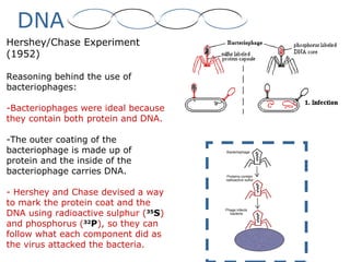 DNA
Hershey/Chase Experiment
(1952)
Reasoning behind the use of
bacteriophages:
-Bacteriophages were ideal because
they contain both protein and DNA.
-The outer coating of the
bacteriophage is made up of
protein and the inside of the
bacteriophage carries DNA.
- Hershey and Chase devised a way
to mark the protein coat and the
DNA using radioactive sulphur (35
S)
and phosphorus (32
P), so they can
follow what each component did as
the virus attacked the bacteria.
 