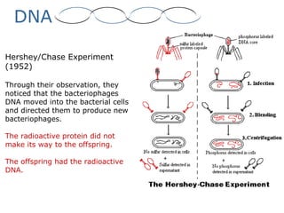 DNA
Hershey/Chase Experiment
(1952)
Through their observation, they
noticed that the bacteriophages
DNA moved into the bacterial cells
and directed them to produce new
bacteriophages.
The radioactive protein did not
make its way to the offspring.
The offspring had the radioactive
DNA.
 
