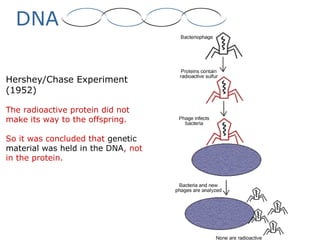 DNA
Hershey/Chase Experiment
(1952)
The radioactive protein did not
make its way to the offspring.
So it was concluded that genetic
material was held in the DNA, not
in the protein.
 