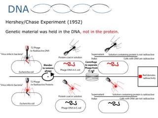 DNA
Hershey/Chase Experiment (1952)
Genetic material was held in the DNA, not in the protein.
 