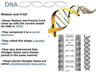 DNA
Watson and Crick
-James Watson and Francis Crick
came up with the current model
for DNA in 1953.
-They compared it to a spiral
staircase.
-They called this shape a double
helix.
-They also determined that
nitrogen bases were always
paired in the same manner.
- These paired nitrogen bases are
called complementary base pairs.
 
