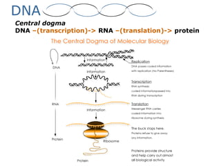 DNA
Central dogma
DNA –(transcription)-> RNA –(translation)-> protein
 