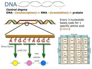 DNA
Central dogma
DNA –(transcription)-> RNA –(translation)-> protein
Every 3 nucleotide
bases code for 1
specific amino acid
(codon)
 