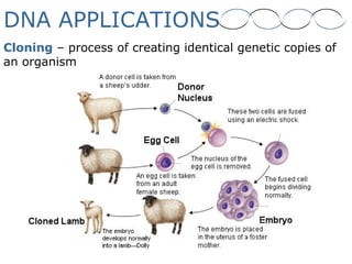 DNA APPLICATIONS
Cloning – process of creating identical genetic copies of
an organism
 