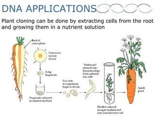 DNA APPLICATIONS
Plant cloning can be done by extracting cells from the root
and growing them in a nutrient solution
 