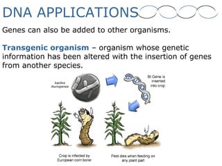 DNA APPLICATIONS
Genes can also be added to other organisms.
Transgenic organism – organism whose genetic
information has been altered with the insertion of genes
from another species.
 