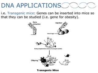 DNA APPLICATIONS
i.e. Transgenic mice: Genes can be inserted into mice so
that they can be studied (i.e. gene for obesity).
 