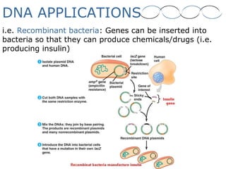 DNA APPLICATIONS
i.e. Recombinant bacteria: Genes can be inserted into
bacteria so that they can produce chemicals/drugs (i.e.
producing insulin)
 