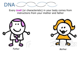DNA
Every trait (or characteristic) in your body comes from
instructions from your mother and father
Father Mother
 