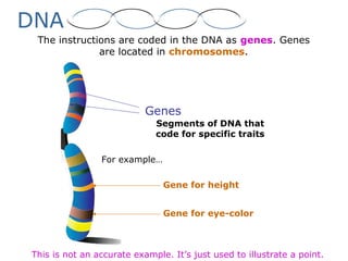 Genes
Segments of DNA that
code for specific traits
The instructions are coded in the DNA as genes. Genes
are located in chromosomes.
Gene for height
For example…
Gene for eye-color
This is not an accurate example. It’s just used to illustrate a point.
DNA
 