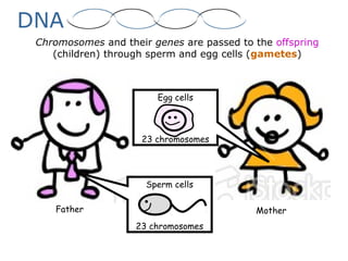 Father Mother
Chromosomes and their genes are passed to the offspring
(children) through sperm and egg cells (gametes)
Sperm cells
23 chromosomes
Egg cells
23 chromosomes
DNA
 