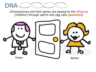Father Mother
Chromosomes and their genes are passed to the offspring
(children) through sperm and egg cells (gametes)
DNA
 