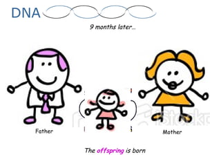 Father Mother
9 months later…
The offspring is born
DNA
 
