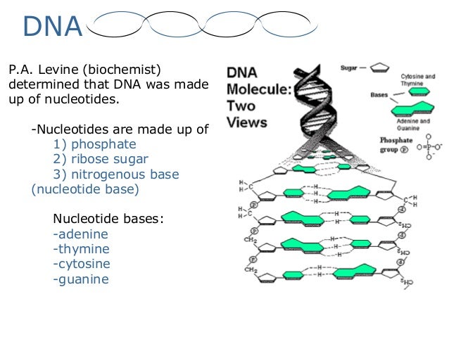 Printables Dna Structure Worksheet dna structure and replication worksheet versaldobip davezan