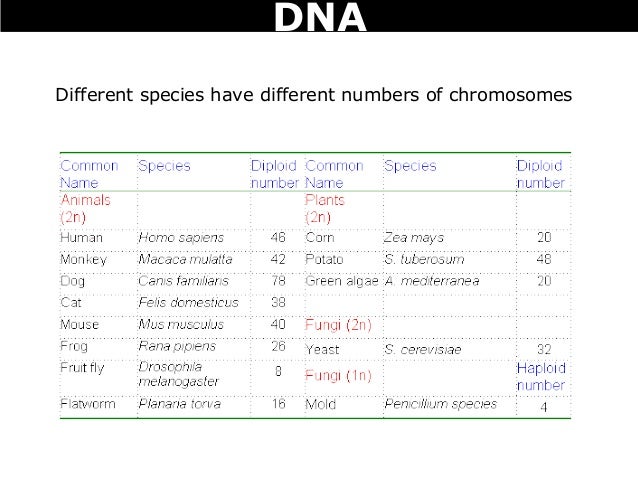 02 dna