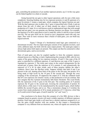 DNA COMPUTER 
gate, controlling the production of yet another repressor protein, say Z. In this way gates 
can be linked together in a chain or cascade. 
Going beyond the not gate to other logical operations calls for just a little more 
complexity. Inserting binding sites for two repressor proteins (A and B) upstream of a 
gene for protein C creates a nand gate, which computes the logical function not and. 
With the dual repressor sites in place, the C gene is transcribed only if both A and are 
absent from the cell; if either one of them should rise above a threshold level, 
production of C stops. It is a well-known result in mathematical logic that with enough 
nand and not gates, you can generate any Boolean function you please. For example, 
the function (A or B) is equivalent to (not (A nand B)), while (A and B) is ((not A) nand 
(not B)). The not gate itself can be viewed as just a degenerate nand with only one 
input. Thus with no more resources than a bunch of nand gates, you can build any 
logical network. 
Figure 5 Design of a biochemical nand logic gate connected to a 
downstream inverter. The two-input nand gate consists of two separate inverters, each 
with a different input, but both with the same output protein. The nand gate output is 
always high unless both inputs are present. This output can then be connected to other 
downstream gates, such as an inverter. 
Pairs of nand gates can also be coupled together to form the computer memory 
element known as a flip-flop, or latch. Implementing this concept in RRL calls for two 
copies of the genes coding for two repressor proteins, M and N. One copy of the M 
gene is controlled by a different repressor, R, and likewise one copy of the N gene is 
regulated by repressor S. The tricky part comes in the control arrangements for the 
second pair of genes: Here the repressor of M is protein N, and symmetrically the 
repressor of N is M. In other words, each of these proteins inhibits the other’s 
synthesis. Here’s how the flip-flop works. Suppose initially that both R and S are 
present in the cell, shutting down both of the genes in the first pair; but protein M is 
being made at high levels by the M gene in the second pair. Through the cross 
coupling of the second pair, M suppresses the output of N, with the collateral result 
that M’s own repressor site remains vacant, so that production of M can continue. But 
now imagine that the S protein momentarily falls below threshold. This event briefly 
lifts the repression of the N gene in the first pair. The resulting pulse of N protein 
represses the M gene in the second pair, lowering the concentration of protein M, 
which allows a little more N to be manufactured by the second N gene, which further 
inhibits the second M gene, and so on. Thus a momentary change in S switches the 
system from steady production of M to steady production of N. Likewise a brief blip 
in R would switch it back again. (S and R stand for “set” and “reset.”) 
One conclusion to be drawn from this synopsis of a few RRL devices is that a 
computer based on genetic circuits will need a sizable repertory of different repressor 
proteins. Each logic gate inside a cell must have a distinct repressor assigned to it, or 
else the gates would interfere with one another. In this respect a biomolecular 
computer is very different from an electronic one, where all signals are carried by the 
38 
 