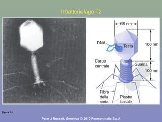 Figura 2.4
Peter J Russell, Genetica © 2010 Pearson Italia S.p.A
Il batteriofago T2
 