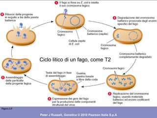 Figura 2.5
Peter J Russell, Genetica © 2010 Pearson Italia S.p.A
Ciclo litico di un fago, come T2
 