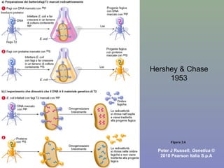Figura 2.6
Peter J Russell, Genetica ©
2010 Pearson Italia S.p.A
Hershey & Chase
1953
 