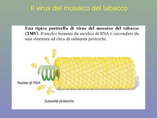 Il virus del mosaico del tabacco
 
