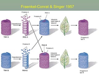 Fraenkel-Conrat & Singer 1957
 