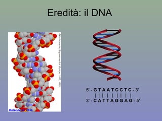 Eredità: il DNA
5' - G T A A T C C T C - 3'
| | | | | | | | |
3' - C A T T A G G A G - 5'
 