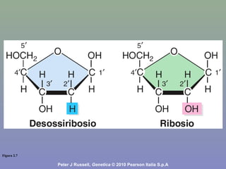 Figura 2.7
Peter J Russell, Genetica © 2010 Pearson Italia S.p.A
 