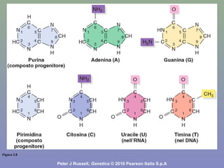 Figura 2.8
Peter J Russell, Genetica © 2010 Pearson Italia S.p.A
 