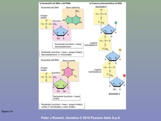 Figura 2.9
Peter J Russell, Genetica © 2010 Pearson Italia S.p.A
 