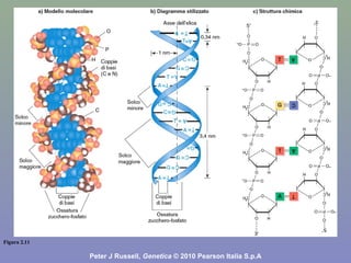 Figura 2.11
Peter J Russell, Genetica © 2010 Pearson Italia S.p.A
 