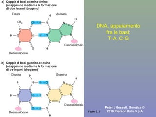 Figura 2.12
Peter J Russell, Genetica ©
2010 Pearson Italia S.p.A
DNA, appaiamento
fra le basi:
T-A, C-G
 