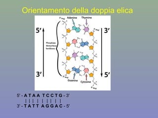 Orientamento della doppia elica
5' - A T A A T C C T G - 3'
| | | | | | | | |
3' - T A T T A G G A C - 5'
 