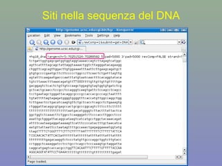 Siti nella sequenza del DNA
 