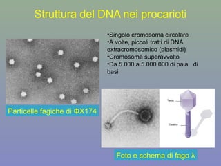 Struttura del DNA nei procarioti
Particelle fagiche di ΦX174
•Singolo cromosoma circolare
•A volte, piccoli tratti di DNA
extracromosomico (plasmidi)
•Cromosoma superavvolto
•Da 5.000 a 5.000.000 di paia di
basi
Foto e schema di fago λ
 