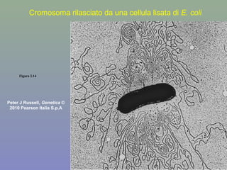 Figura 2.14
Peter J Russell, Genetica ©
2010 Pearson Italia S.p.A
Cromosoma rilasciato da una cellula lisata di E. coli
 