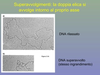 Superavvolgimenti: la doppia elica si
avvolge intorno al proprio asse
DNA rilassato
DNA superavvolto
(stesso ingrandimento)
Figura 2.16
 