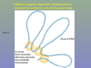 Figura 2.17
Peter J Russell, Genetica © 2010 Pearson Italia S.p.A
Ulteriori superavvolgimenti conferiscono al
cromosoma batterico una struttura ad anse
 