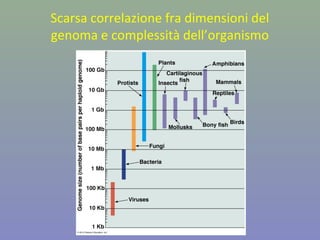 Scarsa correlazione fra dimensioni del
genoma e complessità dell’organismo
 