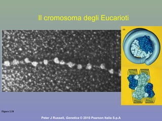 Figura 2.18
Peter J Russell, Genetica © 2010 Pearson Italia S.p.A
Il cromosoma degli Eucarioti
 