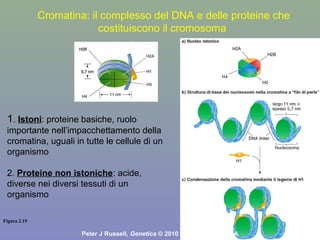 Figura 2.19
Peter J Russell, Genetica © 2010 Pearson Italia S.p.A
1. Istoni: proteine basiche, ruolo
importante nell’impacchettamento della
cromatina, uguali in tutte le cellule di un
organismo
2. Proteine non istoniche: acide,
diverse nei diversi tessuti di un
organismo
Cromatina: il complesso del DNA e delle proteine che
costituiscono il cromosoma
 