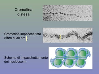 Cromatina
distesa
Cromatina impacchettata
(fibra di 30 nm )
Schema di impacchettamento
dei nucleosomi
 