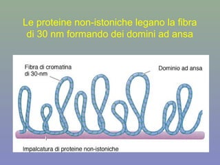 Le proteine non-istoniche legano la fibra
di 30 nm formando dei domini ad ansa
 
