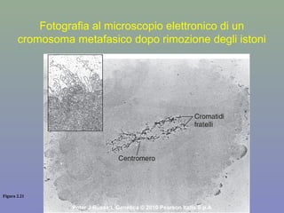Figura 2.21
Peter J Russell, Genetica © 2010 Pearson Italia S.p.A
Fotografia al microscopio elettronico di un
cromosoma metafasico dopo rimozione degli istoni
 