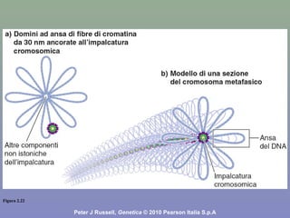 Figura 2.22
Peter J Russell, Genetica © 2010 Pearson Italia S.p.A
 